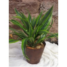 Golden Dracena